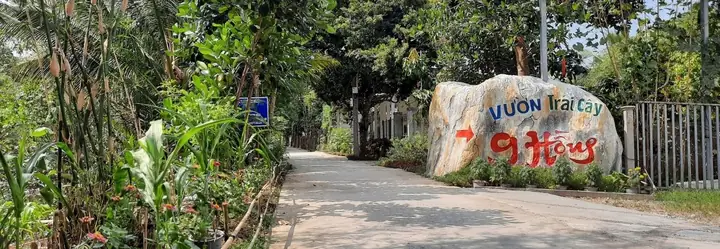 Về Tây Đô, Ghé Thăm Vườn Trái Cây 9 Hồng Cần Thơ Về Tây Đô, Ghé Thăm Vườn Trái Cây 9 Hồng Cần Thơ