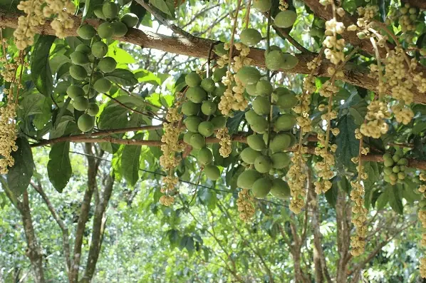 Vườn Trái Cây Tư Tuấn Vườn Trái Cây Tư Tuấn