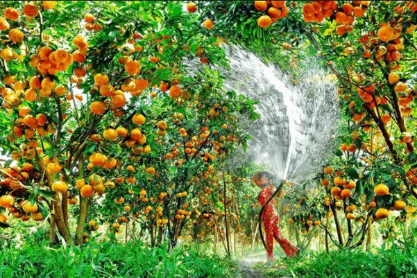 Khu Du Lịch Vườn Trái Cây Củ Chi – Trung An