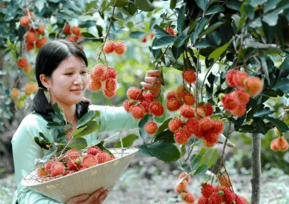 Mùa Trái Cây Ở Trung An – Củ Chi Mùa Trái Cây Ở Trung An – Củ Chi