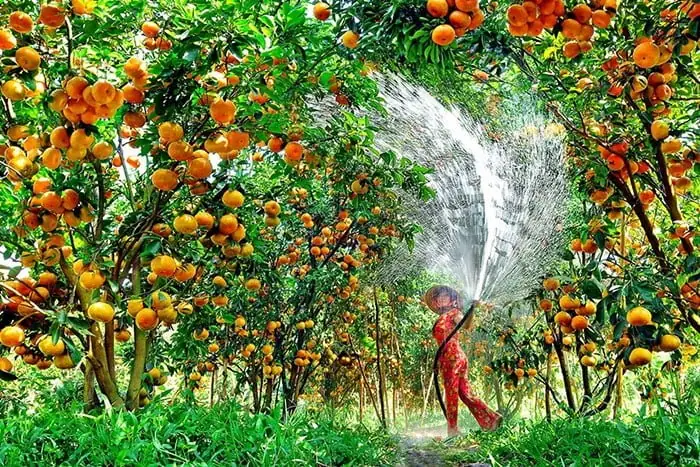 Vườn Trái Cây Cù Lao An Bình: Khám Phá Thiên Đường Miền Tây Vườn Trái Cây Cù Lao An Bình: Khám Phá Thiên Đường Miền Tây