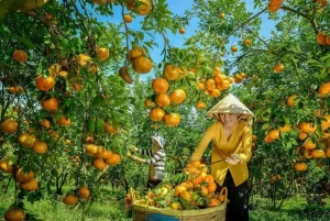 Vườn Trái Cây Cù Lao An Bình: Khám Phá Thiên Đường Miền Tây
