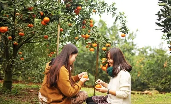 Hướng Dẫn Du Lịch Miệt Vườn Miền Tây: Thời Gian, Đi Đâu Đẹp?