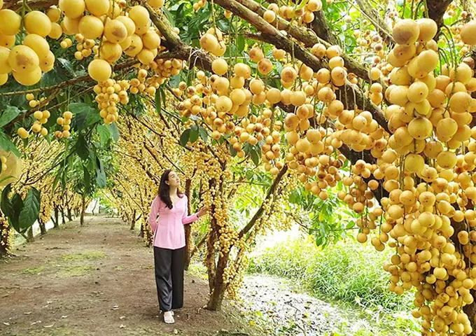 Thời Điểm Lý Tưởng Tham Quan Vườn Trái Cây Ở Cái Bè Tiền Giang