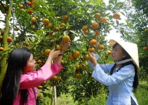 Miệt Vườn Cái Bè Tiền Giang