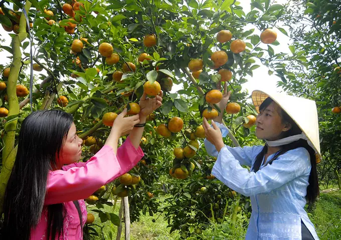 Miệt Vườn Cái Bè Tiền Giang