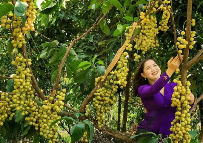 Vườn Trái Cây Út Thái