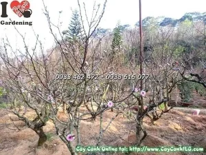 Vườn Hoa Đào Đà Lạt – Vườn Ươm Cây Hoa Cảnh Ilg