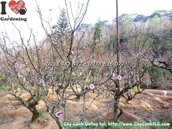 Vườn Hoa Đào Đà Lạt – Vườn Ươm Cây Hoa Cảnh Ilg