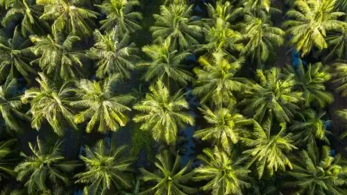 Where To Stay In Ben Tre Vietnam Coconut Tree Farm Where To Stay In Ben Tre Vietnam Coconut Tree Farm