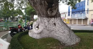Kỳ Thú Những Cây Cổ Thụ Có Hình Mãnh Thú Bên "bờ Hồ" Đẹp Nhất ...