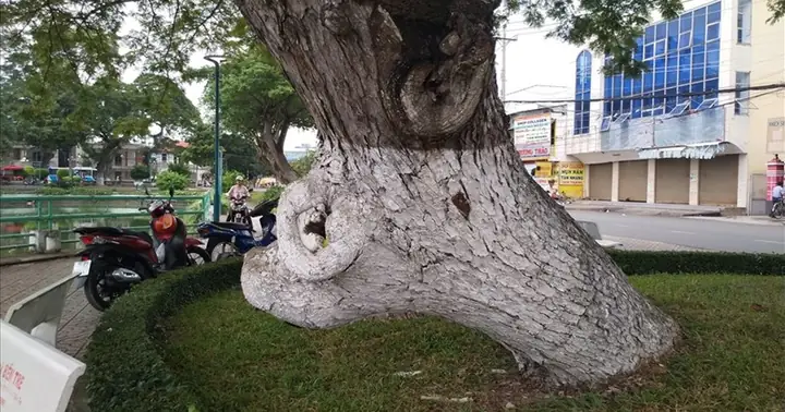 Kỳ Thú Những Cây Cổ Thụ Có Hình Mãnh Thú Bên "bờ Hồ" Đẹp Nhất ...