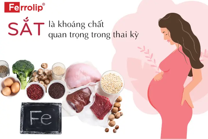 Lượng Sắt Cần Thiết Cho Bà Bầu 3 Tháng Cuối Lượng Sắt Cần Thiết Cho Bà Bầu 3 Tháng Cuối