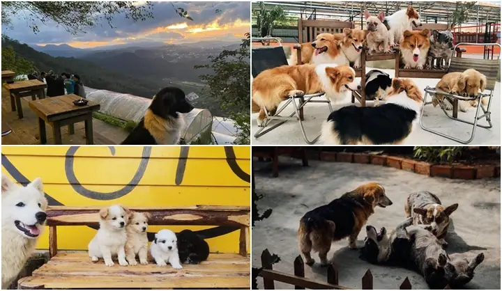 Quán Cà Phê Có Chó Mèo Được Nhiều Bạn Trẻ Yêu Thích Ở Đà Lạt