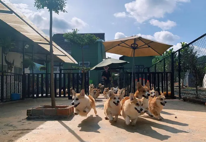 Top 10 Quán Cafe Chó Đà Lạt Được "săn Lùng" Nhiều Nhất 2025