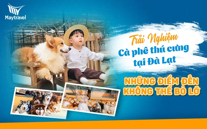 Trải Nghiệm Cà Phê Thú Cưng Đà Lạt – Những Điểm Đến Không Thể Bỏ Lỡ