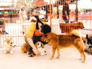 Puppy Farm