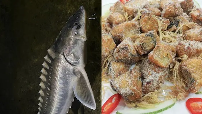 Cá Tầm Chế Biến Món Gì