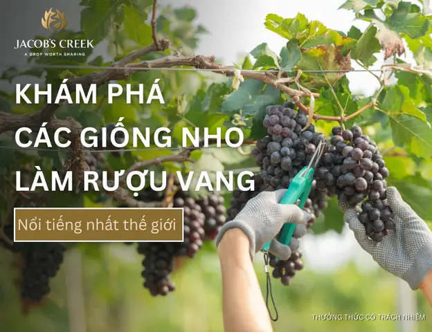 Khám Phá 20+ Giống Nho Làm Rượu Vang Nổi Tiếng Nhất Thế Giới ...