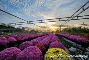 Các Làng Nghề Xưa Nổi Tiếng Ở Đồng Tháp