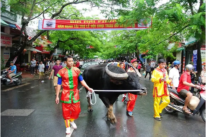 Lá» Há»i Chá»i Trã¢u Háº£i Phã²ng