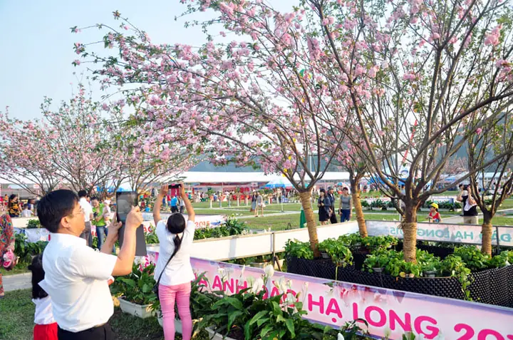 Lễ Hội Hoa Anh Đào Hạ Long Lễ Hội Hoa Anh Đào Hạ Long