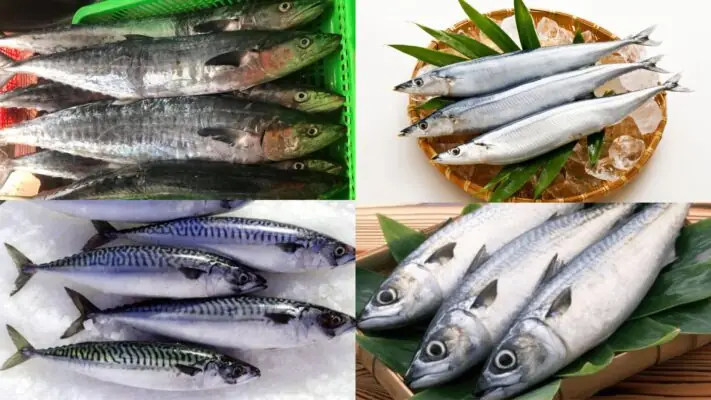 Mẹo Mua Cá Thu Ngon Với Giá Hợp Lý