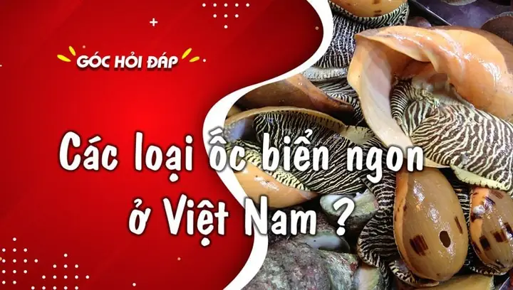 Phân Biệt Các Loại Ốc Biển Phổ Biến Nhất Ở Việt Nam