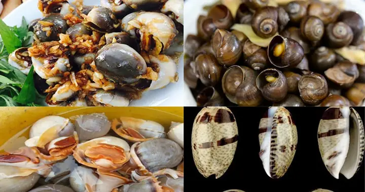 Danh Sách Các Loại Ốc Biển, Ốc Nước Ngọt Và Ốc Độc Tại Việt Nam