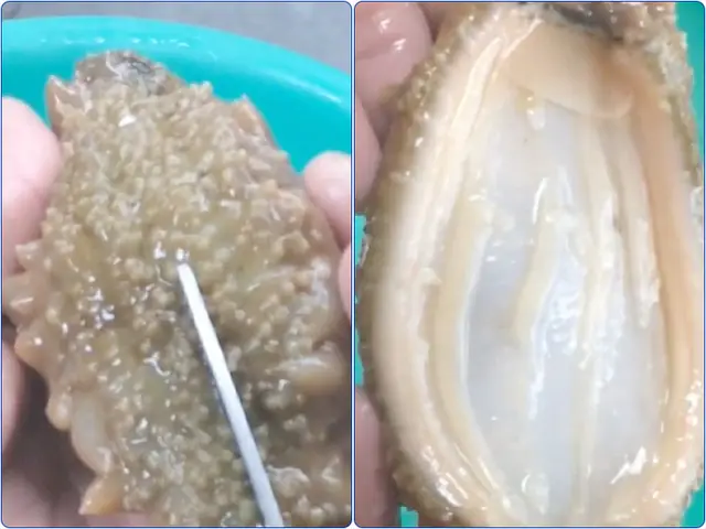 Cách Chế Biến Hải Sâm Cát Tươi Cách Chế Biến Hải Sâm Cát Tươi