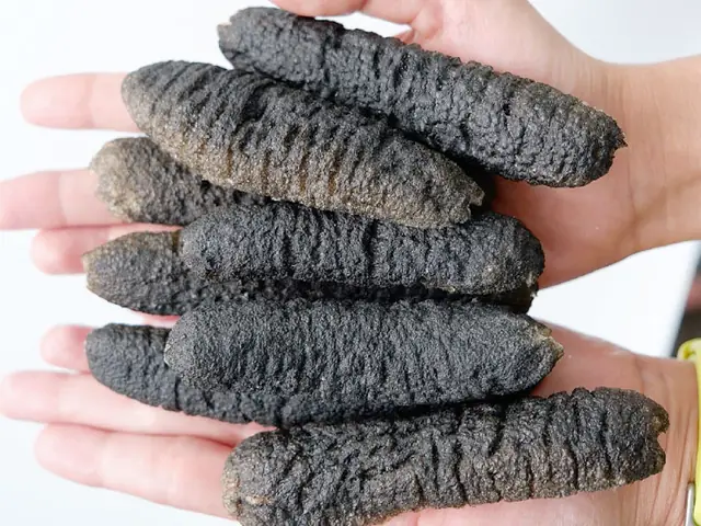 Giá Trị Dinh Dưỡng Của Hải Sâm Cát