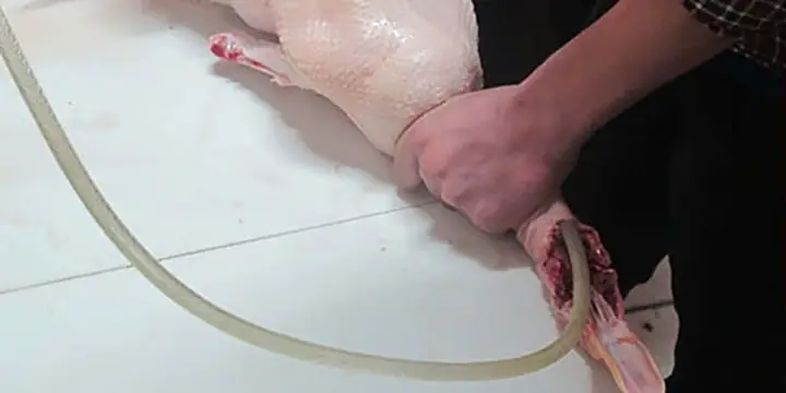 Bơm Vịt