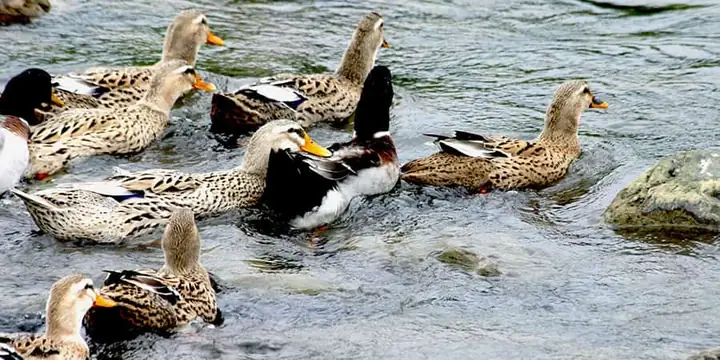 Chọn Mua Vịt: