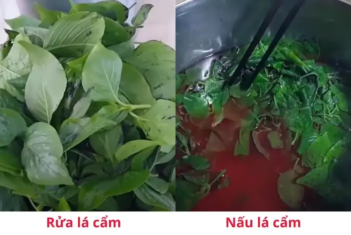 Lá Cẩm Lá Cẩm