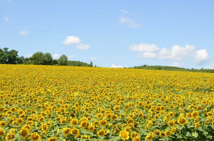 Cánh Đồng Hoa Hướng Dương Đẹp Nhất Thế Giới Ở Thị Trấn Hokuryu, Tỉnh Hokkaido, Nhật Bản