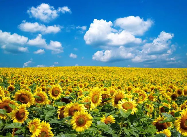 Vườn Hoa Hướng Dương Tuscany Ở Ý