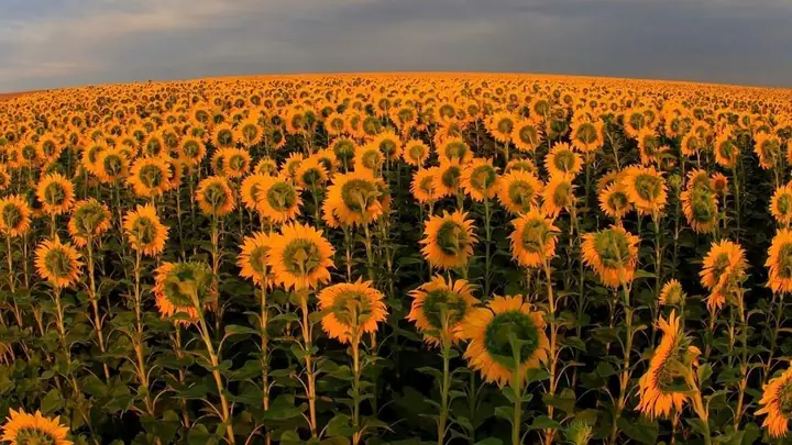 Cao Nguyên Sannokura, Tỉnh Fukushima, Nhật Bản