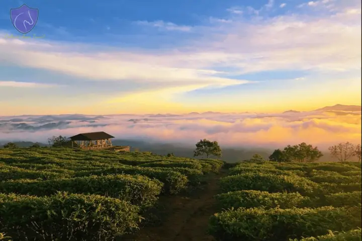 Cau Dat Tea Hill Dalat Vietnam - A Hundred Years Of History ...
