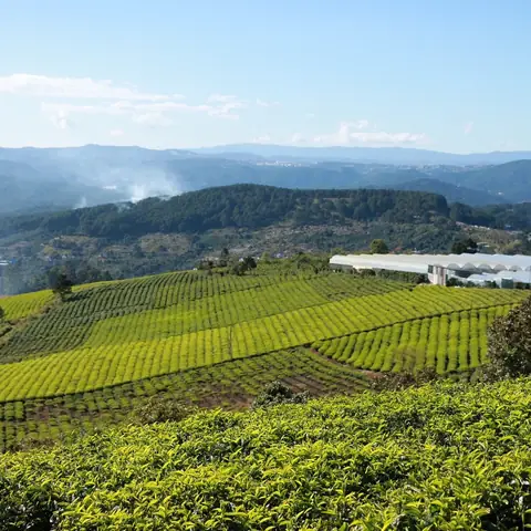 Cau Dat Tea Hill (2025) - All You Need To Know Before You Go ...