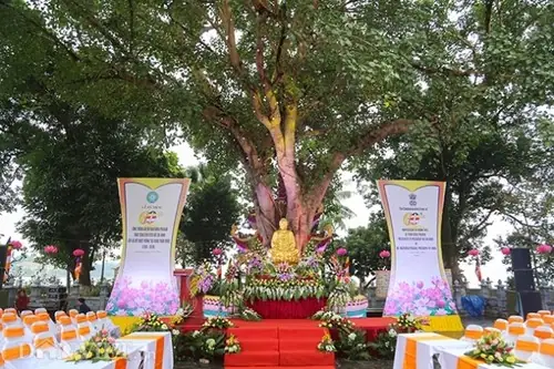 Cây Bồ Đề Tại Chùa Trấn Quốc Là Biểu Tượng Của Tình Hữu Nghị Hai ... Cây Bồ Đề Tại Chùa Trấn Quốc Là Biểu Tượng Của Tình Hữu Nghị Hai ...