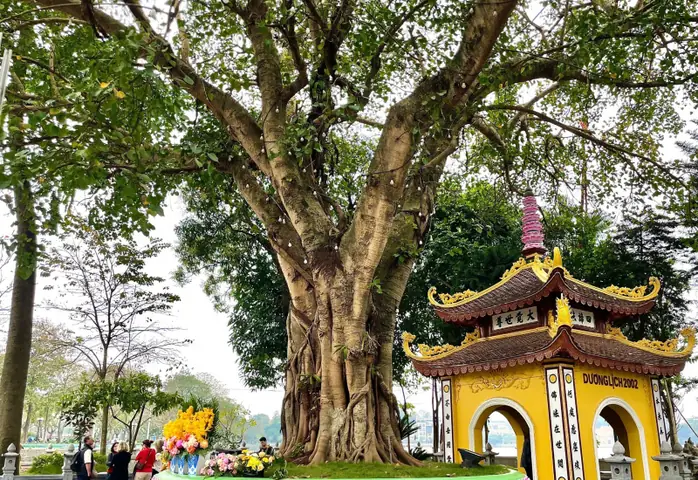 Chuyện Về Lai Lịch Đặc Biệt Của Cây Bồ Đề Trong Chùa Trấn Quốc