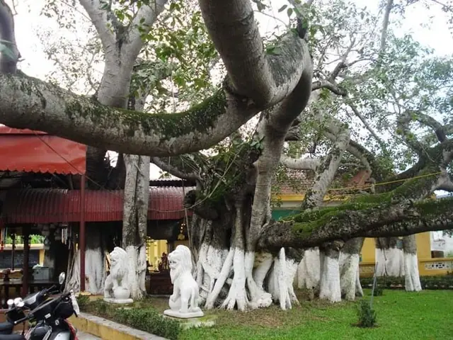 Giới Thiệu Về Cây Đa 13 Gốc Hải Phòng