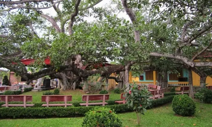 Những Câu Chuyện Ly Kỳ Liên Quan Đến Cây Đa 13 Gốc Hải Phòng
