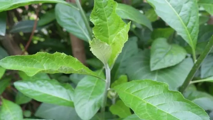 Cây Lá Đắng Uống Nhiều Có Hại Không? Có Tác Dụng Gì?