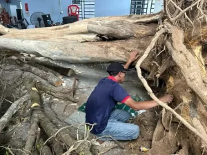 Clip: Cây Trăm Tuổi Ở Phú Quốc Phát Ra Trầm Hương, Được Dân Buôn Trả 40 Tỉ Đồng- Ảnh 3.