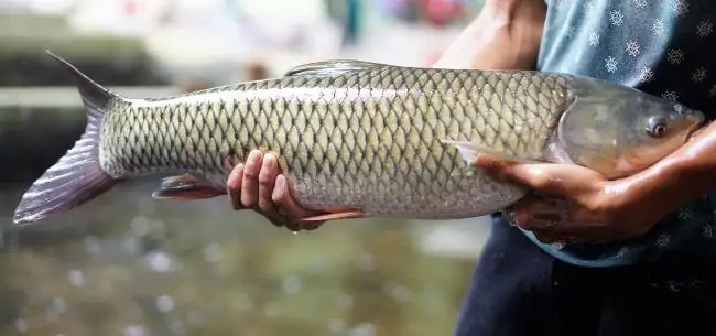 11 Cách Nấu Cháo Cá Trắm Cho Bé Thơm Ngon, Khó Cưỡng 11 Cách Nấu Cháo Cá Trắm Cho Bé Thơm Ngon, Khó Cưỡng