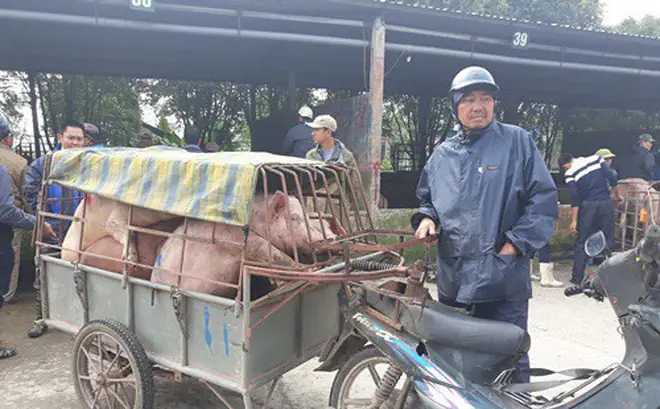 'đệ Nhất Chợ Lợn' Ở Hà Nam 'đệ Nhất Chợ Lợn' Ở Hà Nam