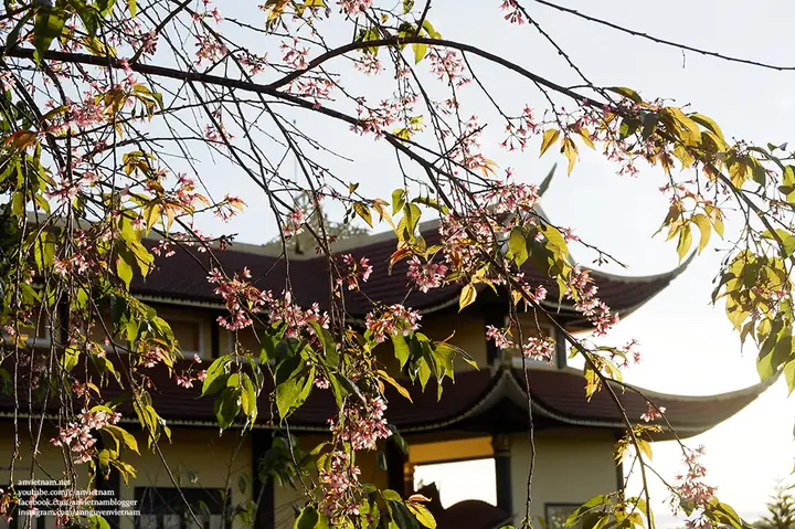 Chùa A Dục Vương Thiền Viện Trúc Lâm Từ Nguyên