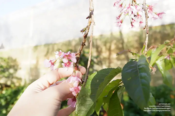 Chùa A Dục Vương Thiền Viện Trúc Lâm Từ Nguyên