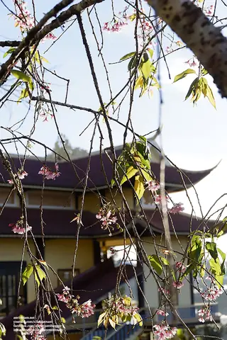 Chùa A Dục Vương Thiền Viện Trúc Lâm Từ Nguyên